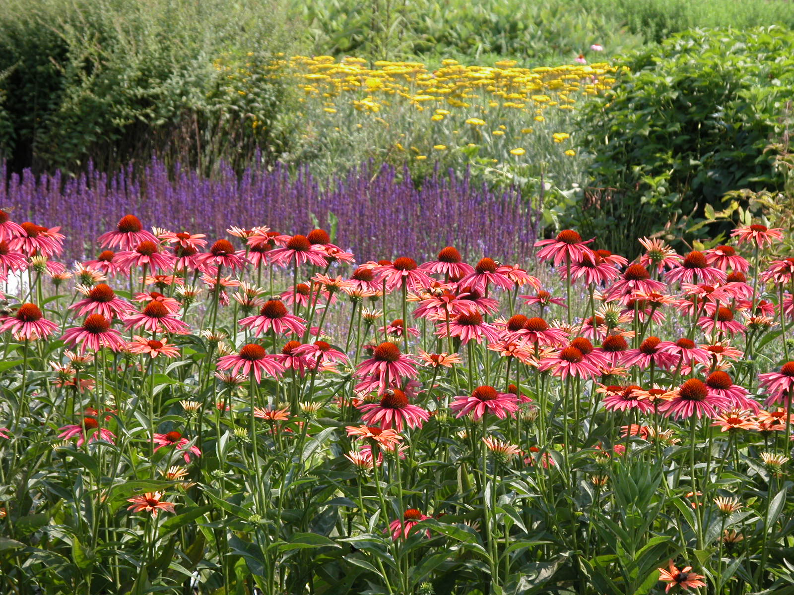 Perennials at Babikow Greenhouses